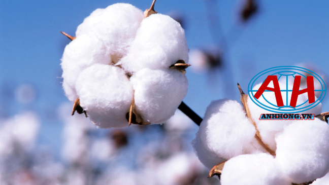 chất liệu cotton.